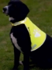 Picture of Dog safety vest